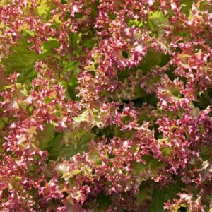 Lollo Rosso (Each)