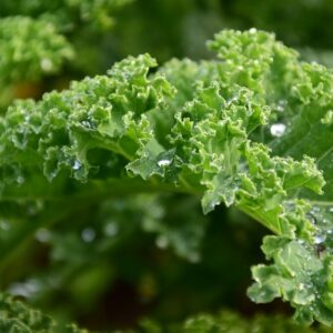 Green Kale (250g)
