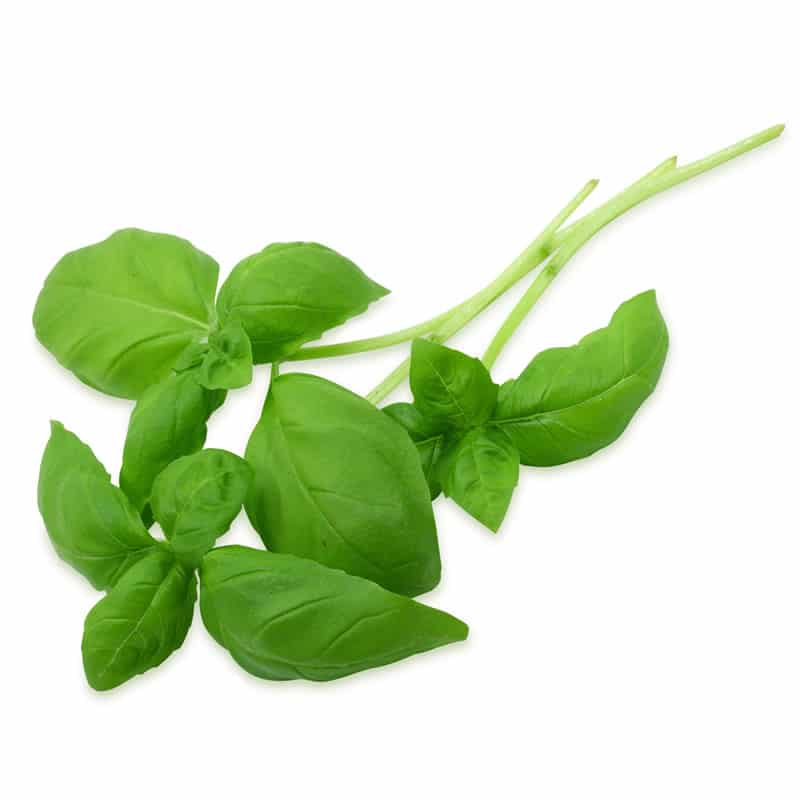 Basil