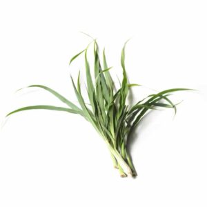 Lemon Grass